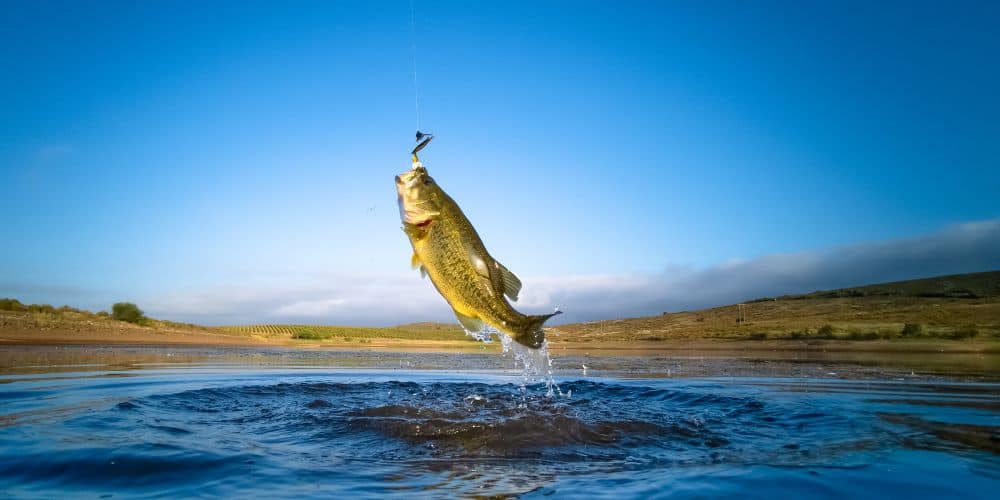 fish on a hook