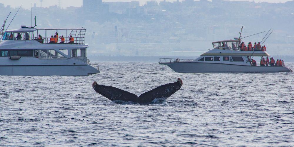 A humpback whale swimming in the water with two boats in the background during a whale watching tour.