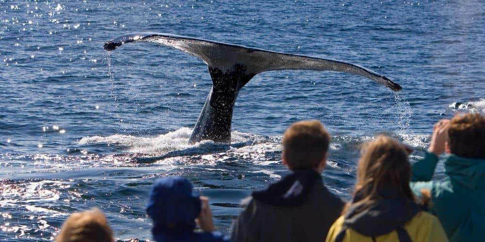 A crowd of people observing a whale during a whale watching experience.