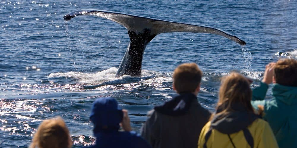 A group of people on a whalewatching tour, observing a whale's tail fluke as it dives into the ocean.